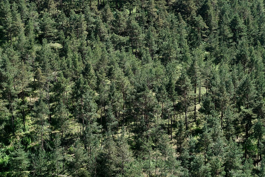 nature, pine forest, trees, conifer, plant, green color, growth HD wallpaper