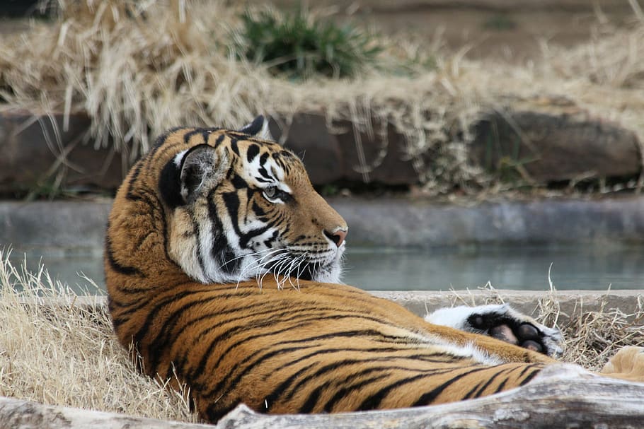 tiger, zoo, laying down, spring, tulsa, animal, wild, bengal HD wallpaper