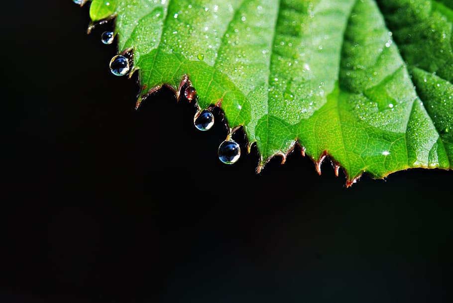 leaf, drops, rain drops, macro, nature, plant part, water, close-up HD wallpaper