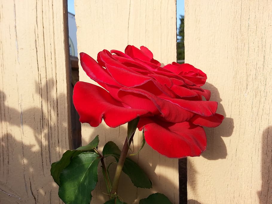 Red Rose, Flower, Bloom, Blossom, romantic, aroma, petals, macro HD wallpaper