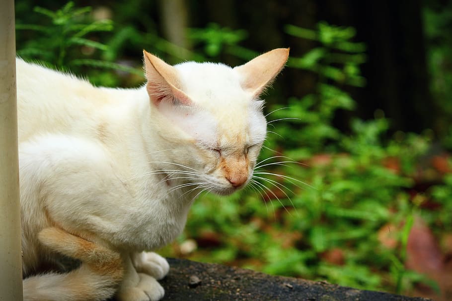 Cat, Sleeping, Calm, domestic cat, domestic animals, pets, animal themes HD wallpaper