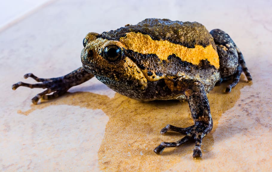Toad, Anuran, Frog, Amphibians, one animal, animal wildlife HD wallpaper