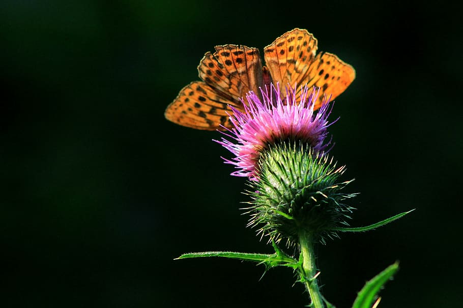 butterfly, nature, spring, bug, flower, flowering plant, beauty in nature HD wallpaper