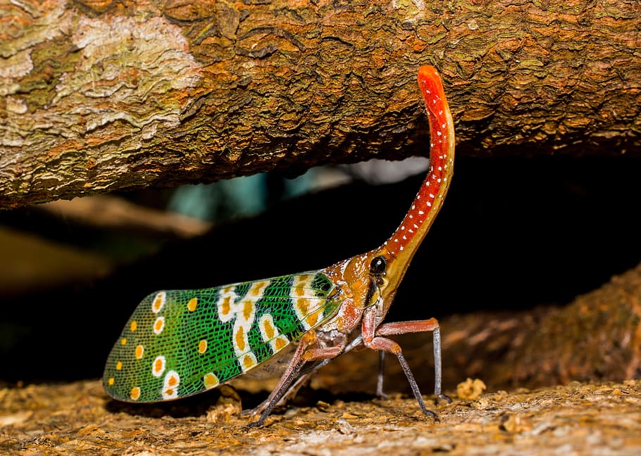 canthigaster cicada, fulgoromorpha, insect, proboscis, long HD wallpaper