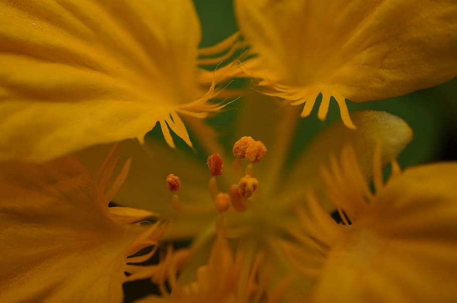 flower, yellow, macro, close, nature, garden, flowering plant HD wallpaper