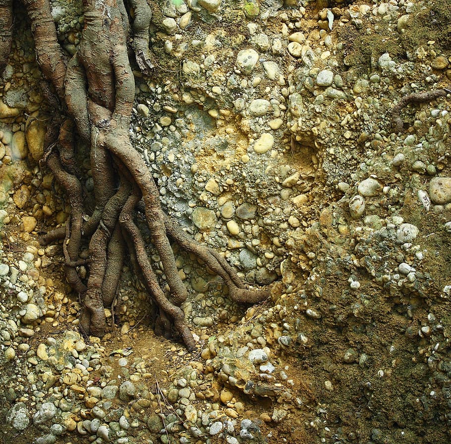 high angle photo of tree root surrounded with stones, Nature HD wallpaper