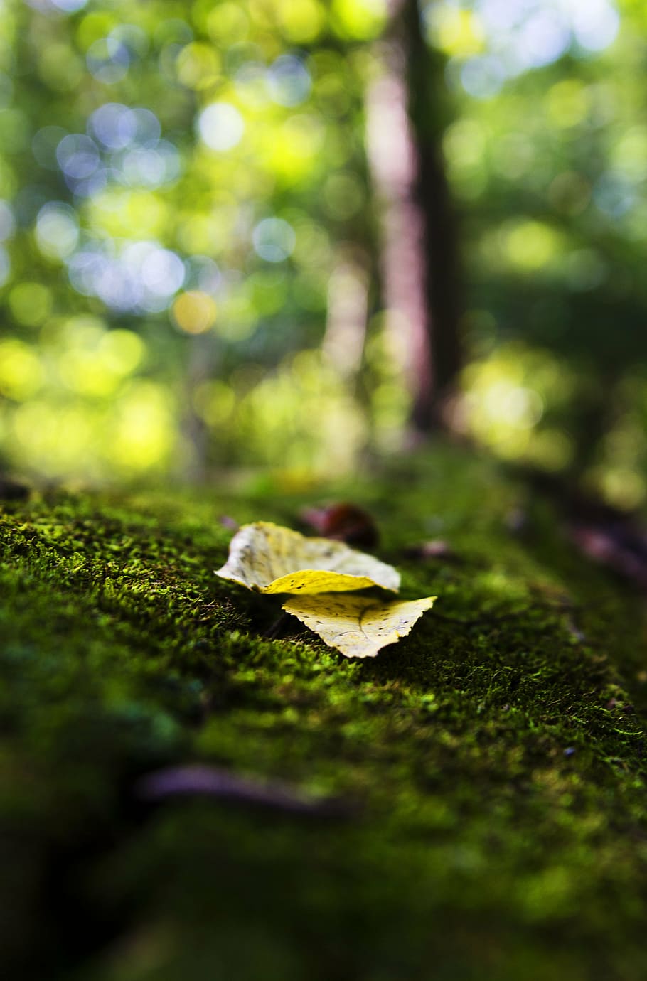 beautiful, blur, bokeh, bright, close-up, color, garden, grass HD wallpaper