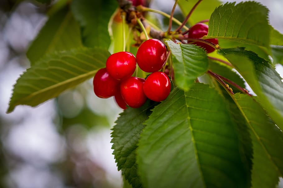cherries, cherry tree, red, green, früchtchen, spring, fruit HD wallpaper
