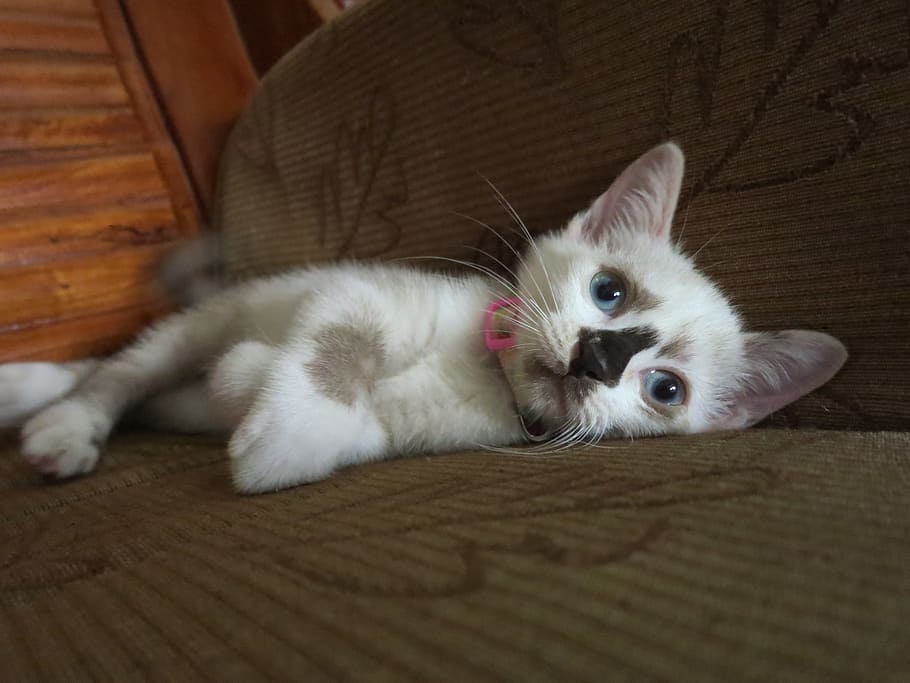 Cat, Animal, Cute, domestic cat, pets, feline, domestic animals HD wallpaper