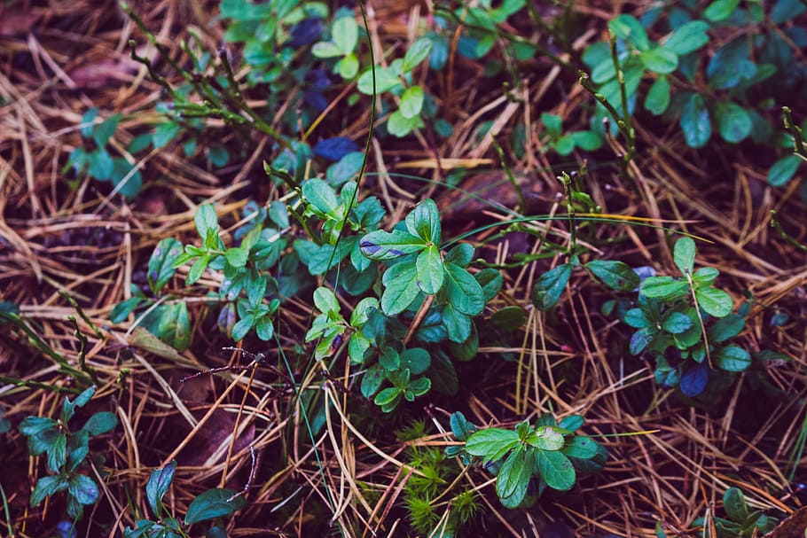 Photo of Leafy Small Plant, close-up, environment, focus, grass HD wallpaper