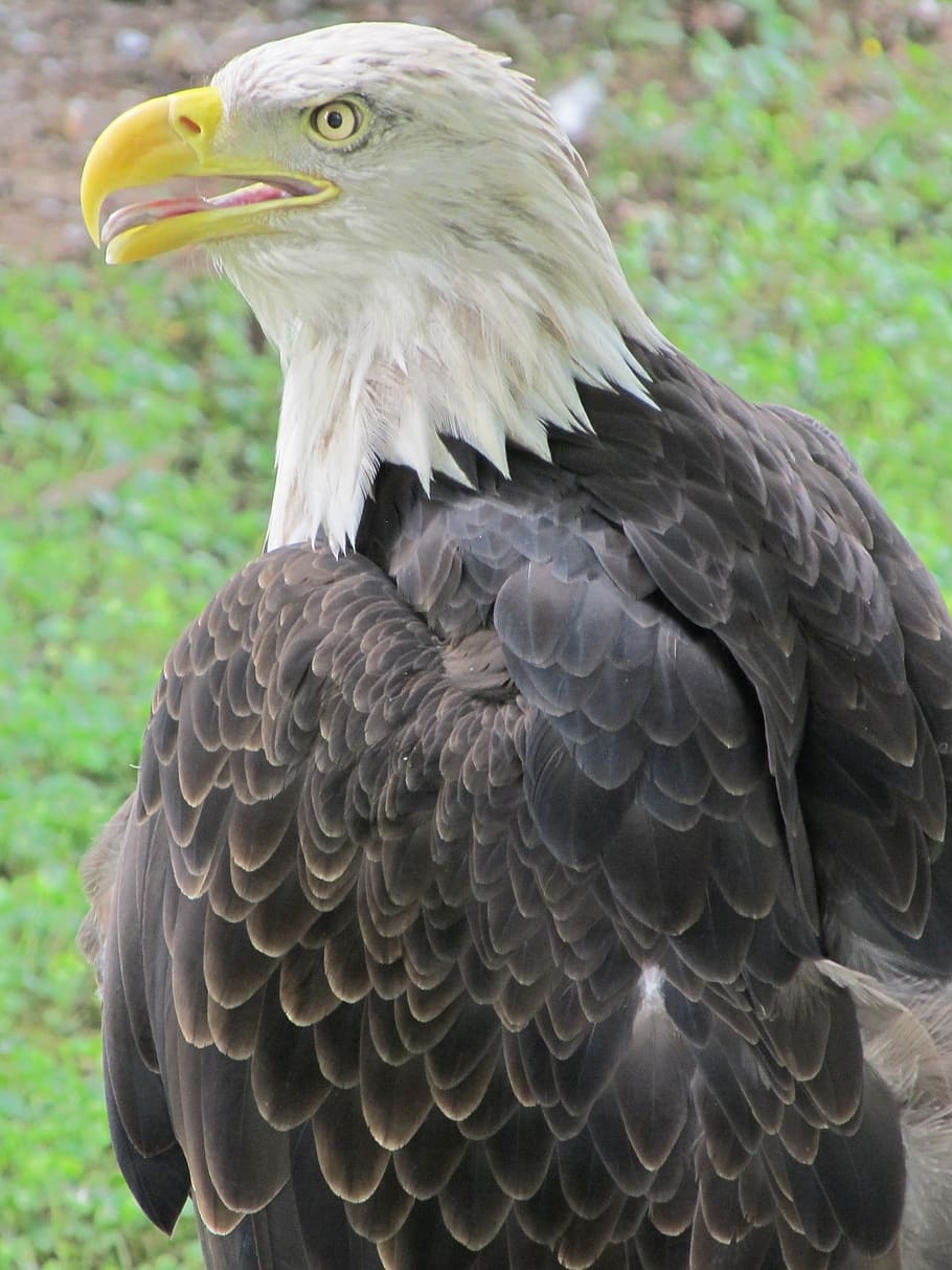 bald eagle, raptor, majestic, perched, bird, nature, tree, american HD wallpaper
