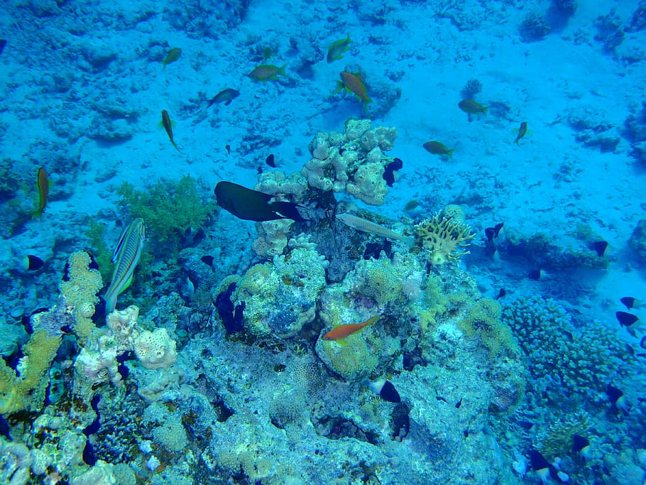 red sea, fish, corals, underwater, animal wildlife, animals in the wild HD wallpaper