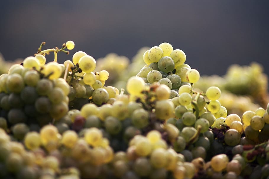 selective focus photography of grapes, wine, harvest, read HD wallpaper