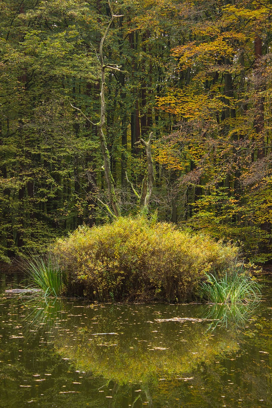 autumn forest, pools, pond, biotope, water, nature, wilderness HD wallpaper