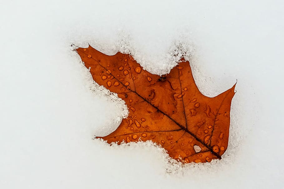 orange leaf, brown leaf on snow, raindrop, ice, winter, cold temperature HD wallpaper