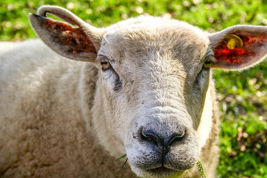 animal, sheep, sheep face, wool, agriculture, animals, head HD wallpaper