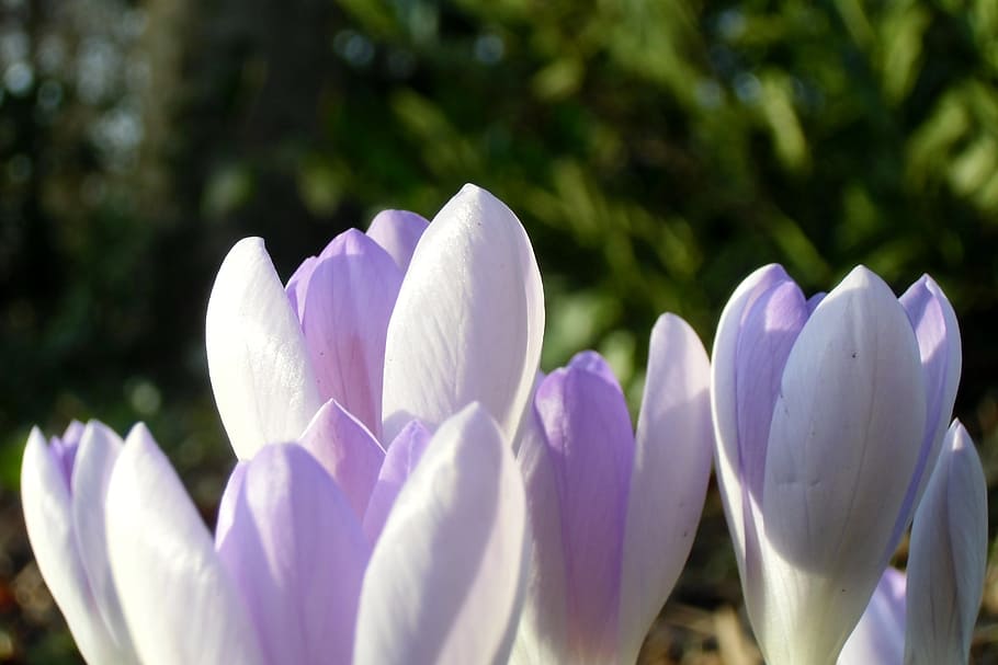 crocus, meadow, spring meadow, flowers, signs of spring, flowering plant HD wallpaper