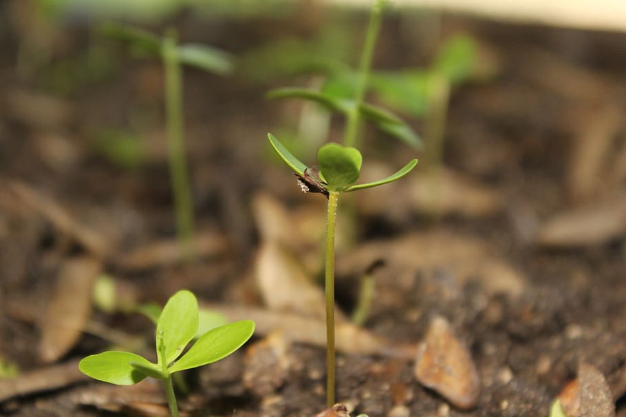 plants, home, nature, interior, growth, leaf, plant part, green color HD wallpaper