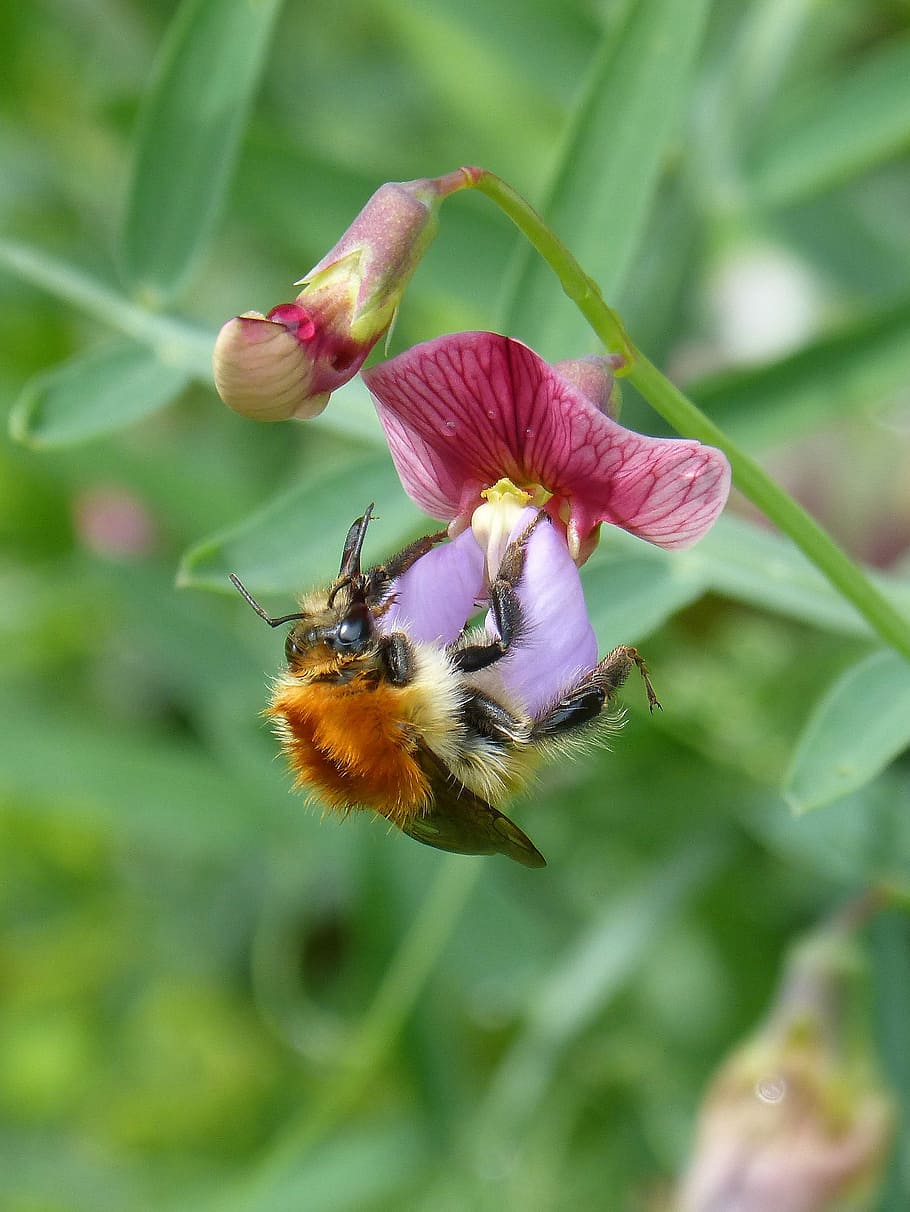 drone, bumblebee, libar, flower, smell pea, nature, insect HD wallpaper