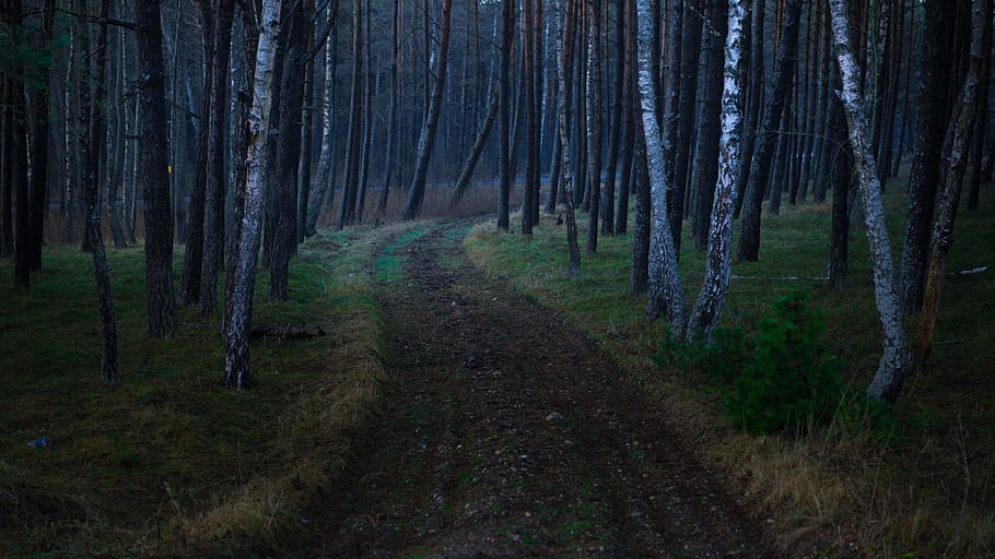 photography of road between trees, pathway between brown trees HD wallpaper