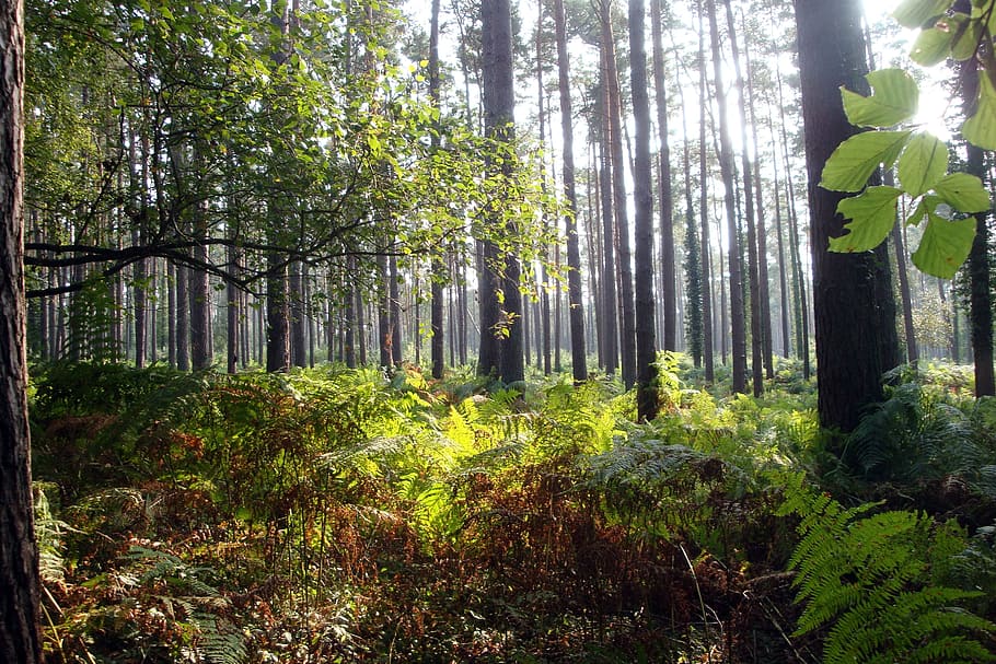 forest, light, mood, morgenstimmung, nature, light beam, trees HD wallpaper