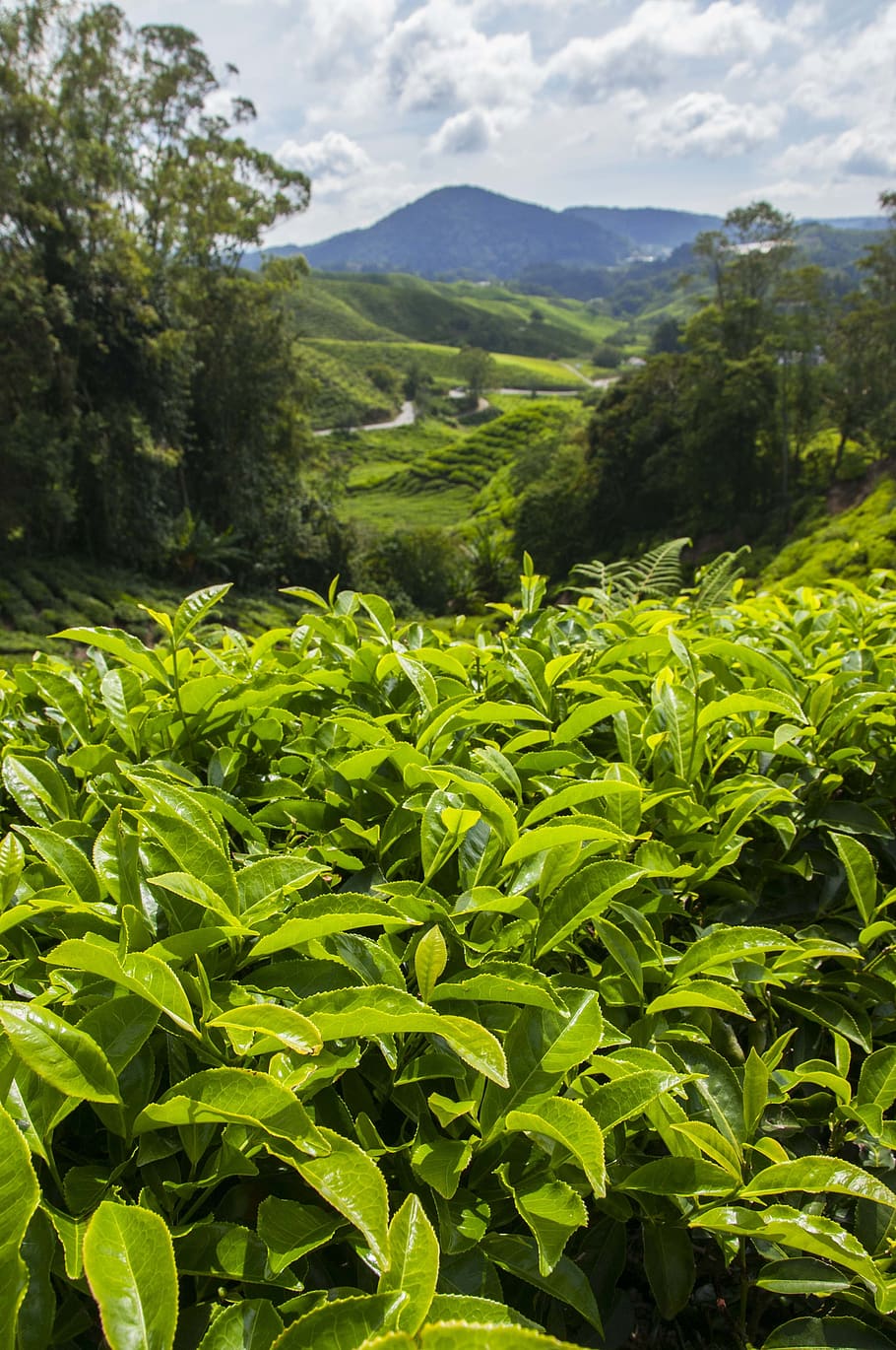 tea plantation, cameron highlands, malaysia, asia, leaf, agriculture