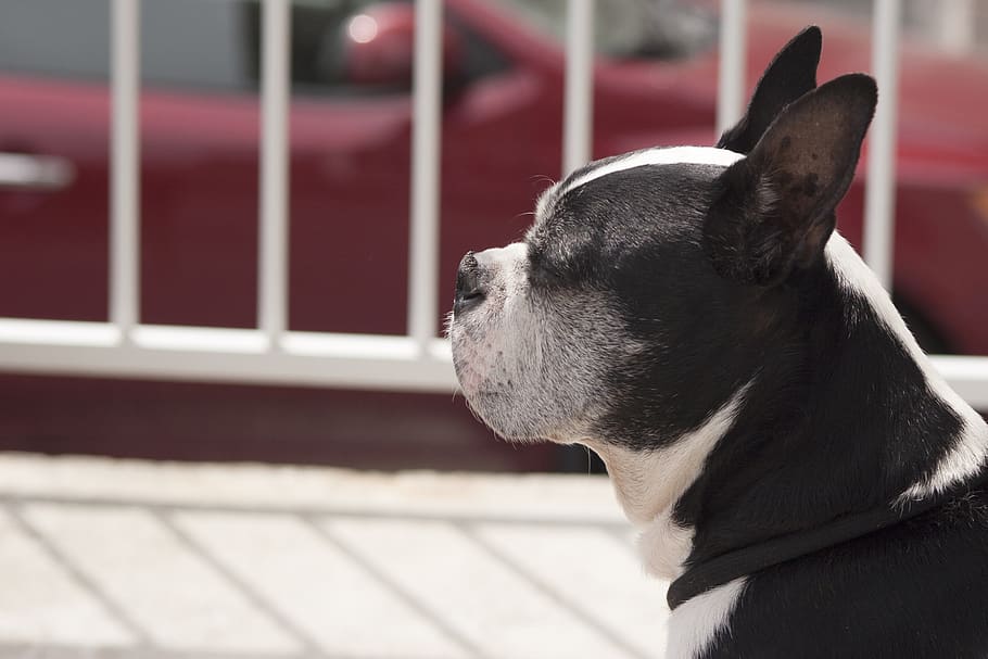 dog, boston, animal themes, pets, mammal, domestic animals HD wallpaper