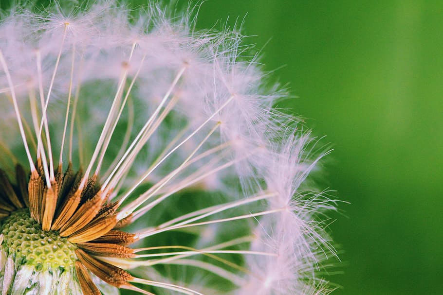 white dandelion flower macro photography, weed, seed, seeds HD wallpaper