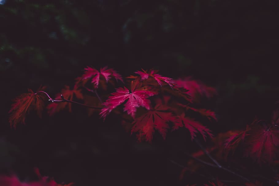 selective focus of purple leaf plant, close up photography of red maple leaf tree, HD wallpaper