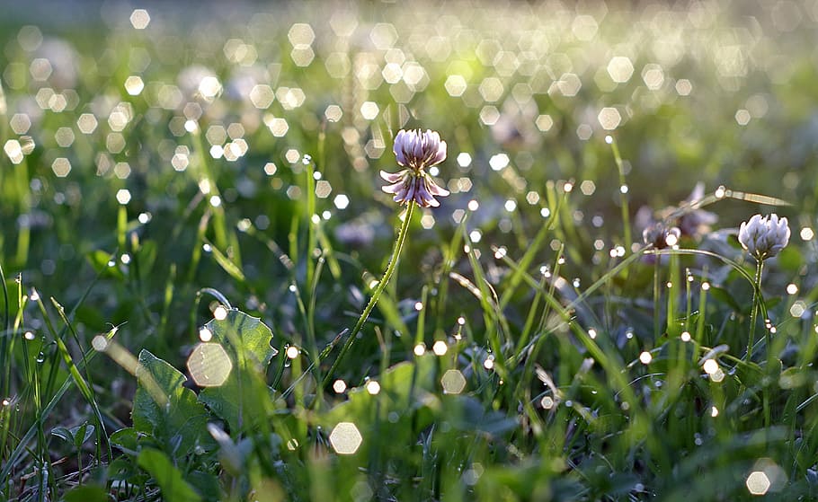 rosa, grass, blade, glow, dawn, morning, green, nature, drops HD wallpaper