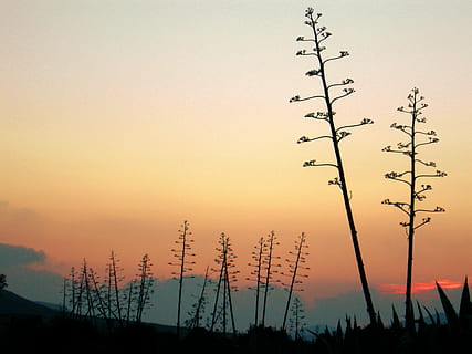 backlight, sunset, landscape, cactus, cabo de gata, national park HD wallpaper