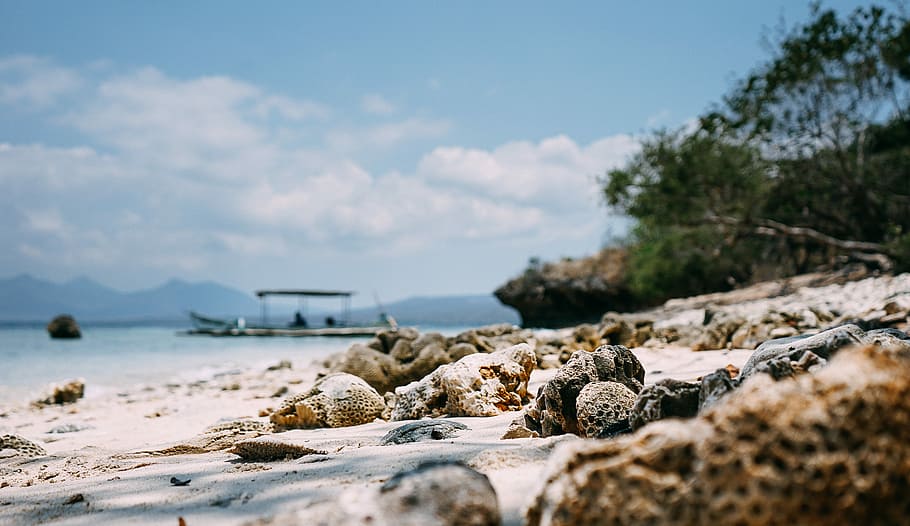 brown and white sea shells in shallow focus photography, coral reefs on shoreline HD wallpaper