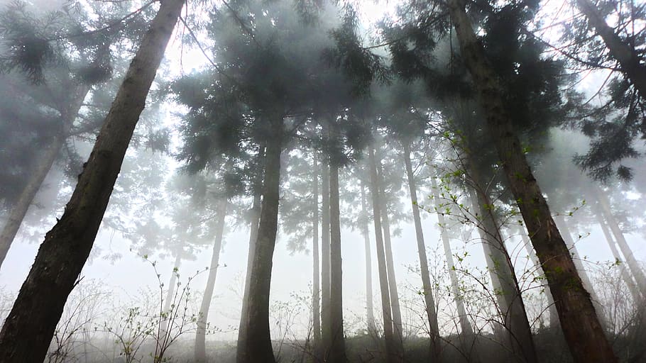 cedar, forest, fog, morning, haze, contrast, tree, plant, land, HD wallpaper