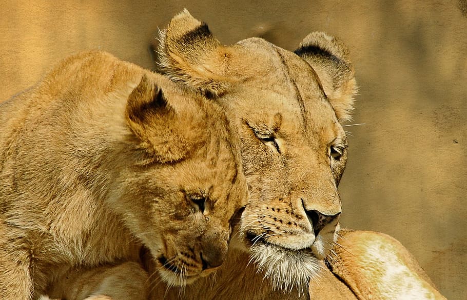 two brown lioness, lions, animal, mammal, tender, love, cute, HD wallpaper