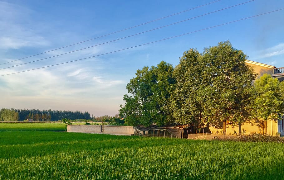 home, ye tian, in rice field, plant, tree, sky, landscape, grass, HD wallpaper