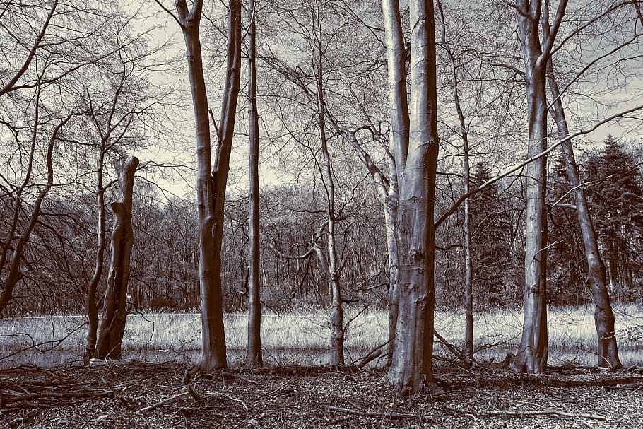 grey and black trees, trunk, branch, forest, forest edge, landscape HD wallpaper