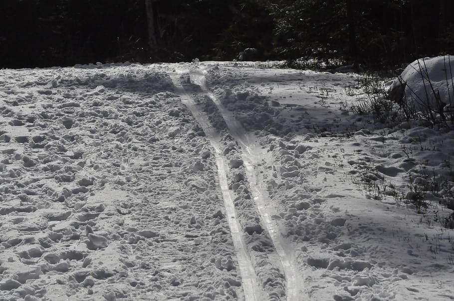 track, winter, skiing, tree, cold temperature, land, plant HD wallpaper