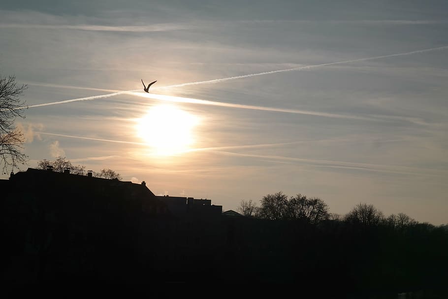sunset, birds, fly, contrail, sky, clouds, golden, sparkle HD wallpaper