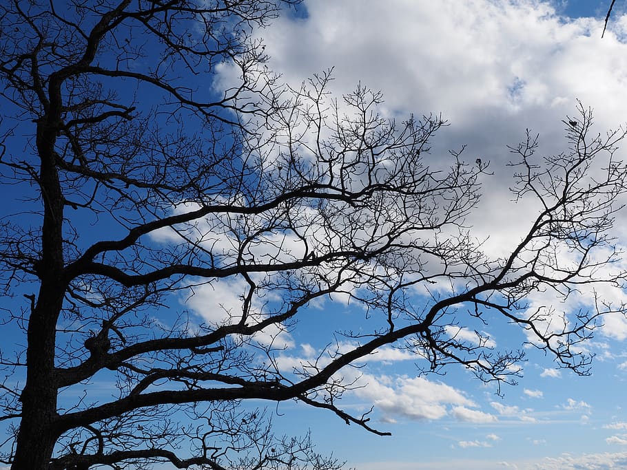 oak, tree, aesthetic, branches, sky, cloud - sky, low angle view HD wallpaper