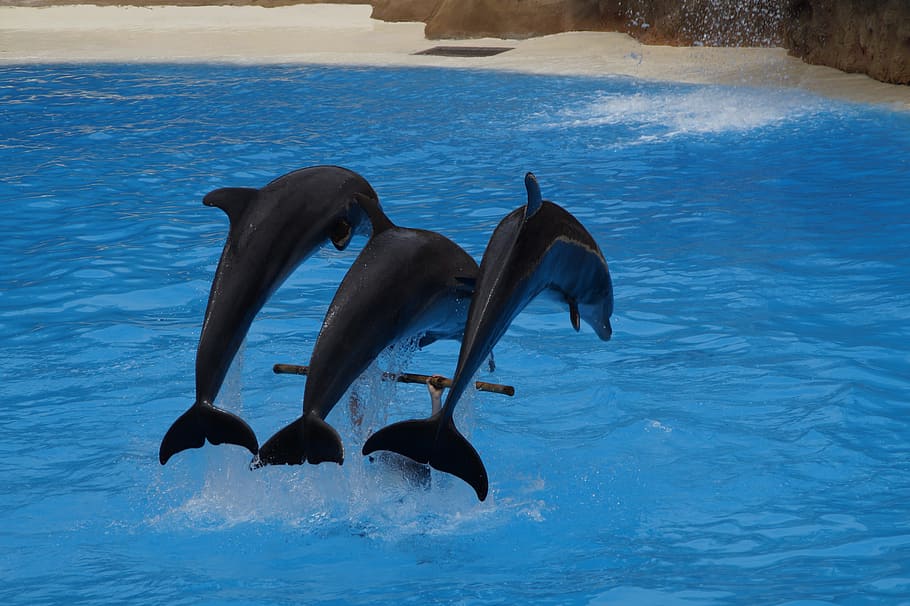 three black dolphin on body of water, Dolphins, Swim, Marine Mammals, HD wallpaper