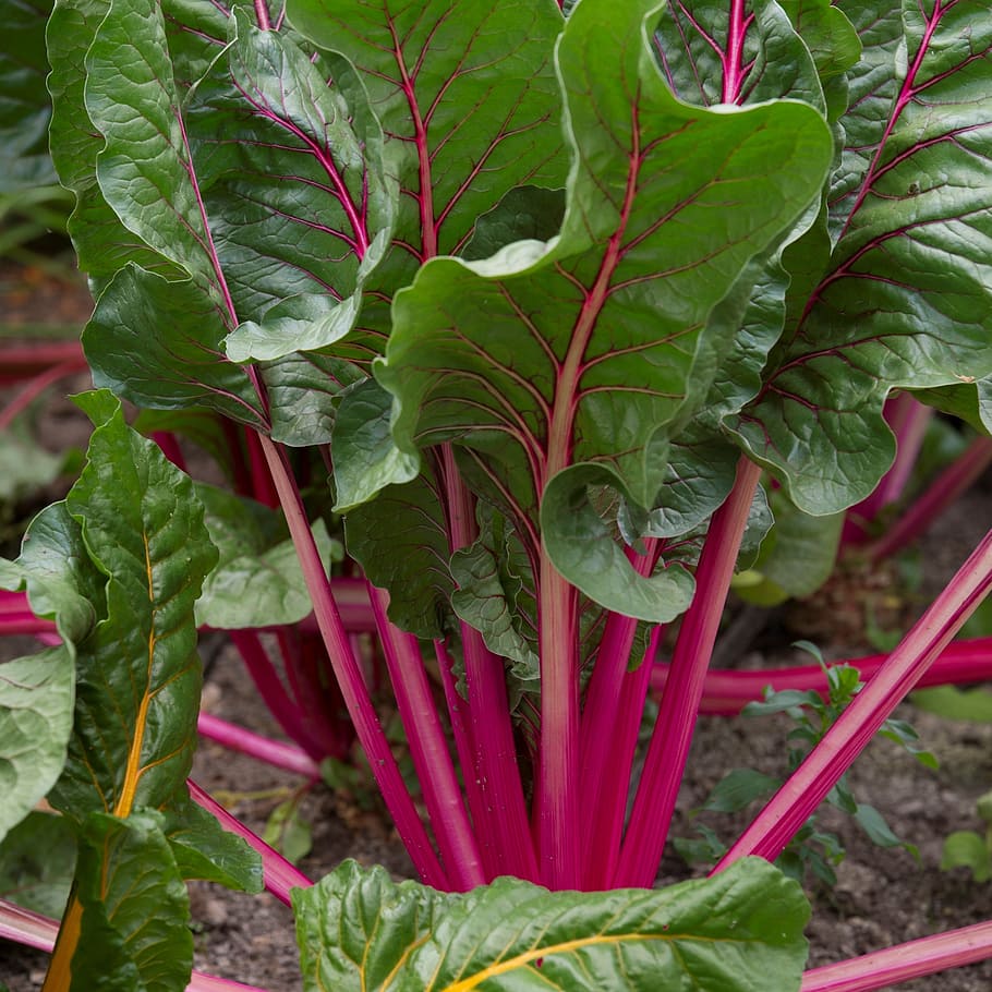 beetroot leaves, vegetables, garden, plant, cultivation, harvest HD wallpaper