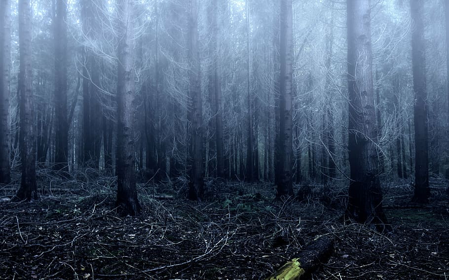 photo of forest with fogs at daytime, trees, nature, autumn HD wallpaper