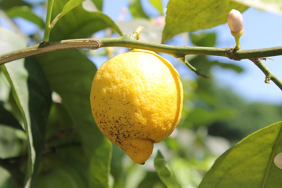lemon, lemon tree, yellow, sour, fruit, citrus, mediterranean HD wallpaper