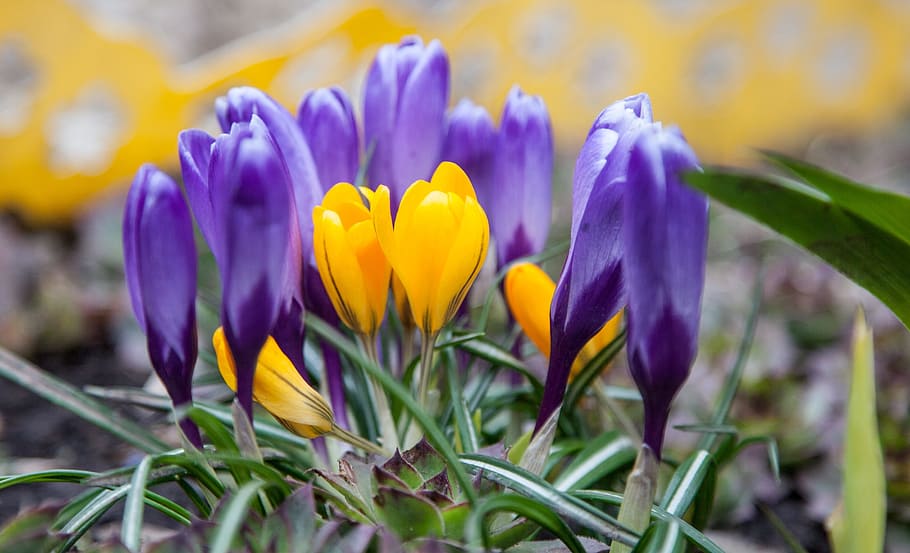 Flowers, Crocuses, Spring, Greens, purple, blue, yellow, nature HD wallpaper