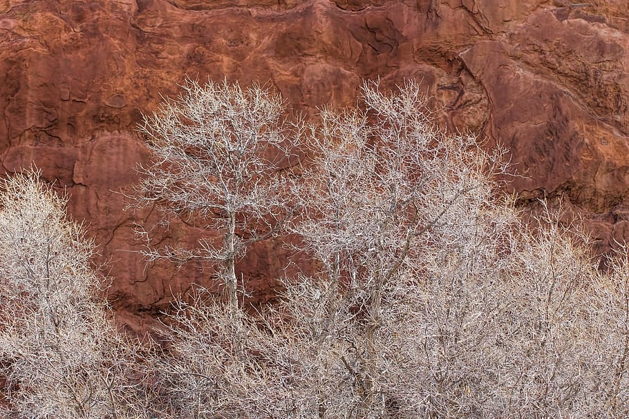 winter, trees, red rock, winter trees, nature, cliff, bare trees HD wallpaper