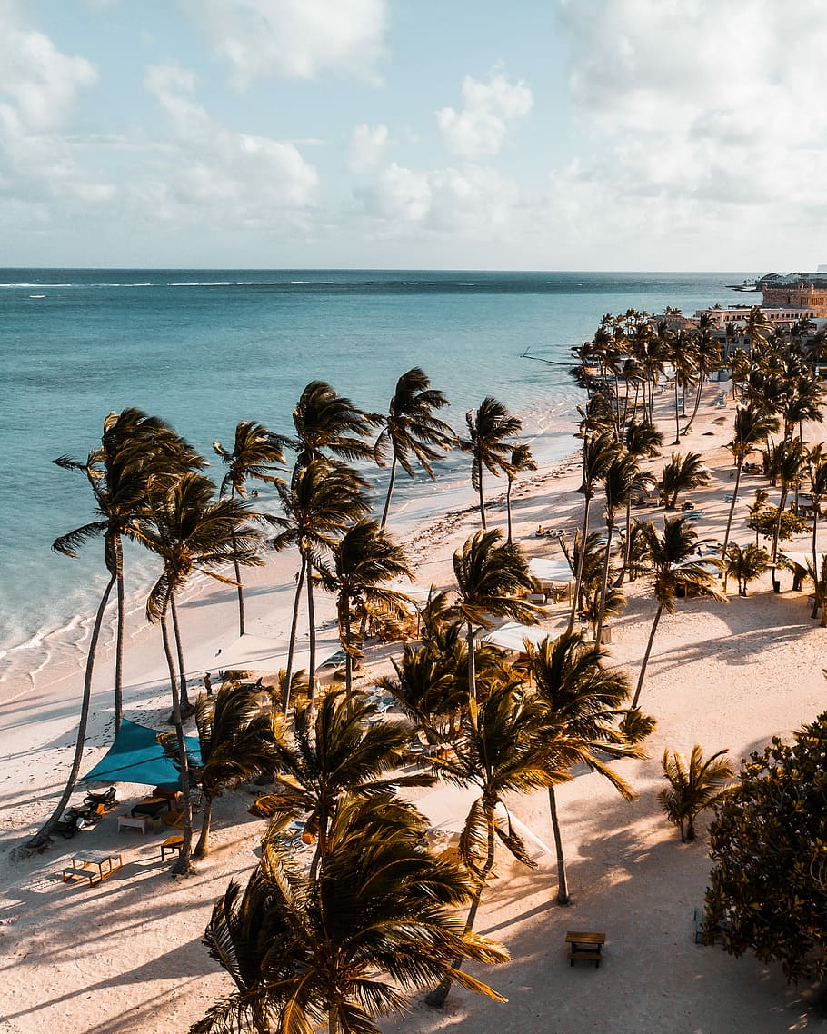 green trees in front of ocean, aerial photography of coconut trees near ocean at daytime, HD wallpaper