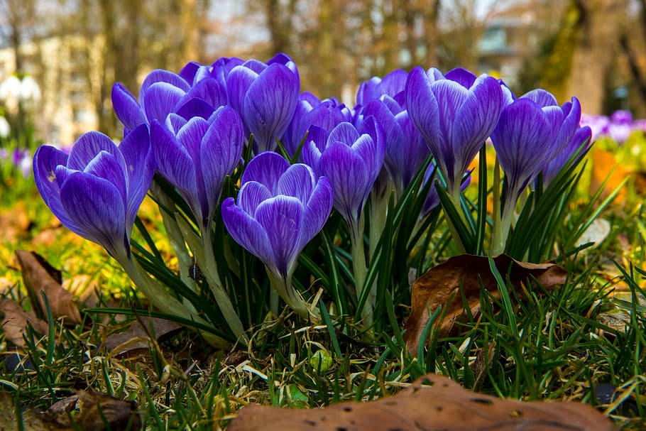 macro photo of purple crocus flowers in bloom, blossom, spring