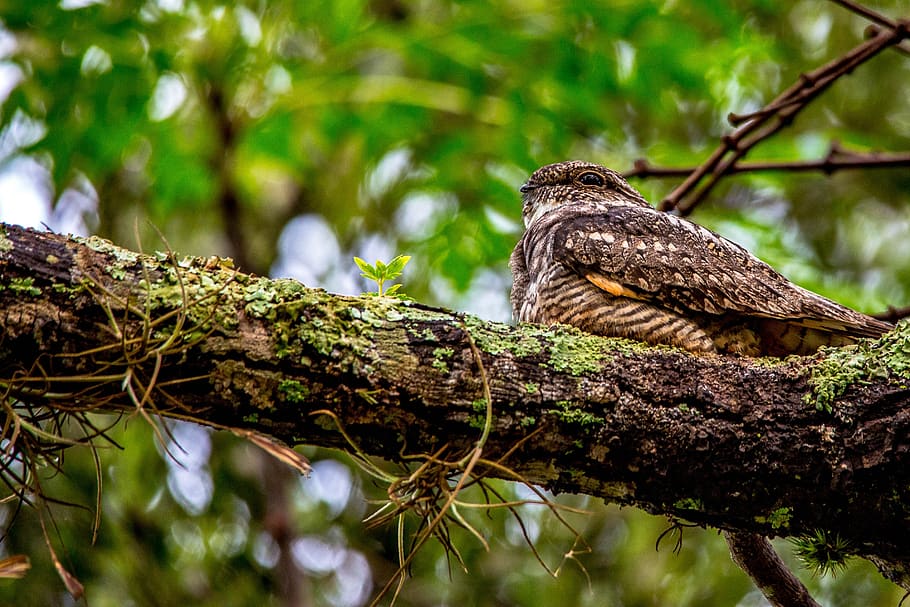 whippoorwill, migratory bird, usa, animal wildlife, animals in the wild HD wallpaper