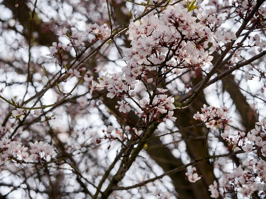 Spring, Blossom, Bloom, White, blood plum, cherry plum, tree HD wallpaper
