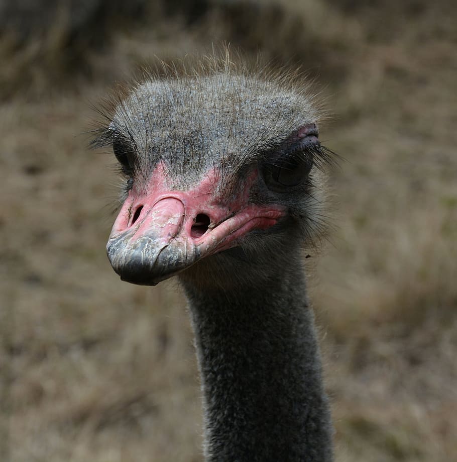 HD wallpaper: ostrich, red, beak, one animal, animal wildlife, animals ...